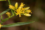 Flat-top goldentop